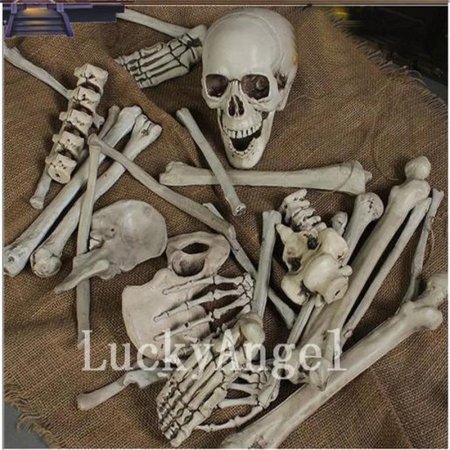 Скелет кости