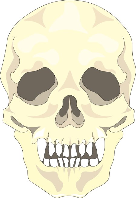 Череп скелет