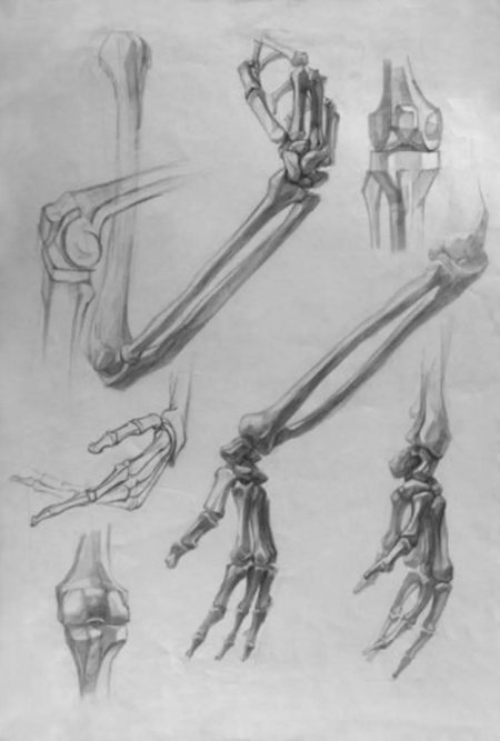 Баммес анатомия кости руки