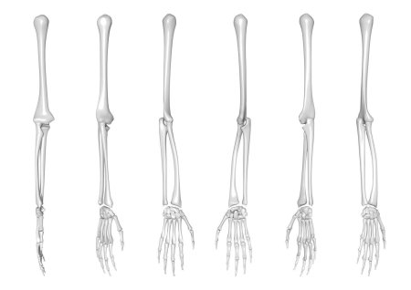 Скелет рука человека