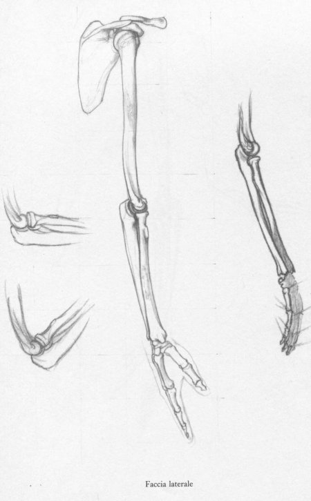 Скелет верхних конечностей кости руки