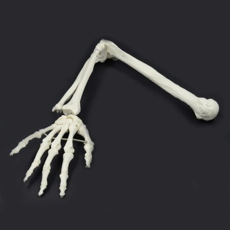 Рука скелет