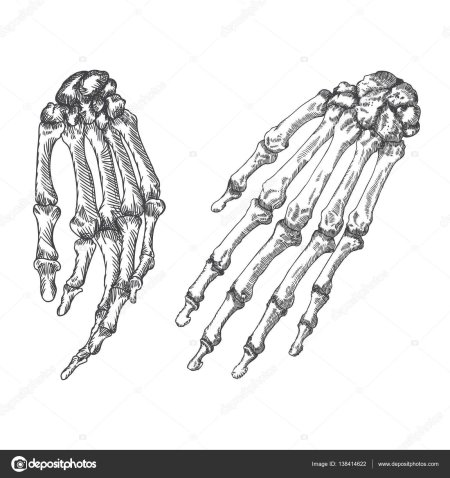 Скелет кисти человека