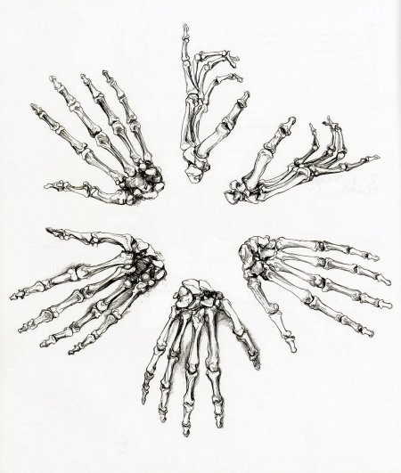 Кисть руки скелет референс