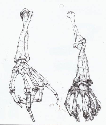 Кости кисти руки баммес