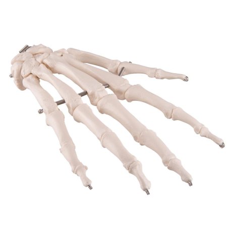 Рука скелет