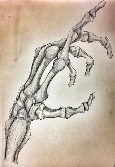 Скелет руки человека референс