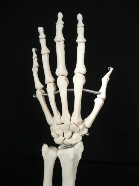 Рука скелет