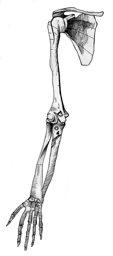 Плечевой пояс и скелет верхних конечностей