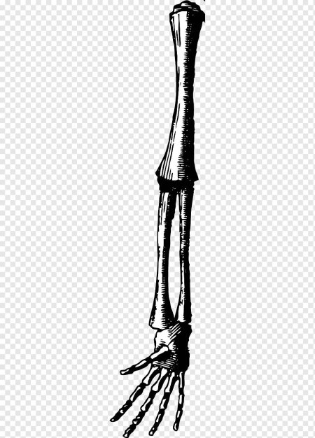 Скелет верхних конечностей кости руки