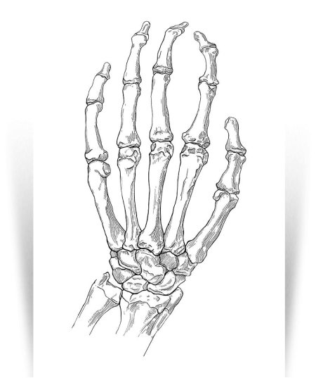 Кости запястья анатомия