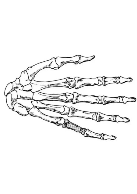 Рука скелета сбоку рисунок
