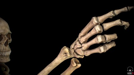 Рука скелет
