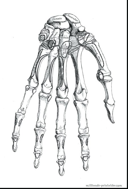 Скелет кисти человека