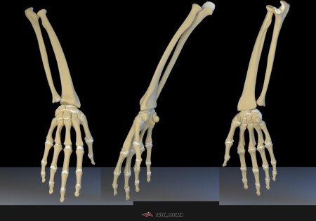 Скелет рука человека
