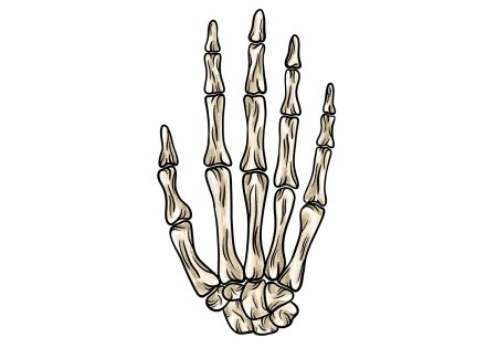 Рука скелета рисунок