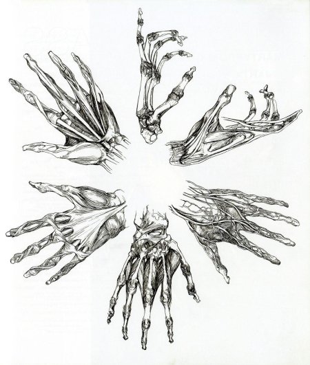 Сара симблет анатомия