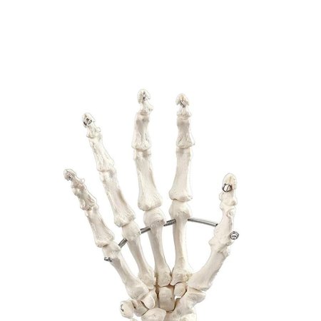 Скелет правой руки