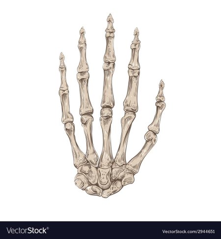 Скелет кисти