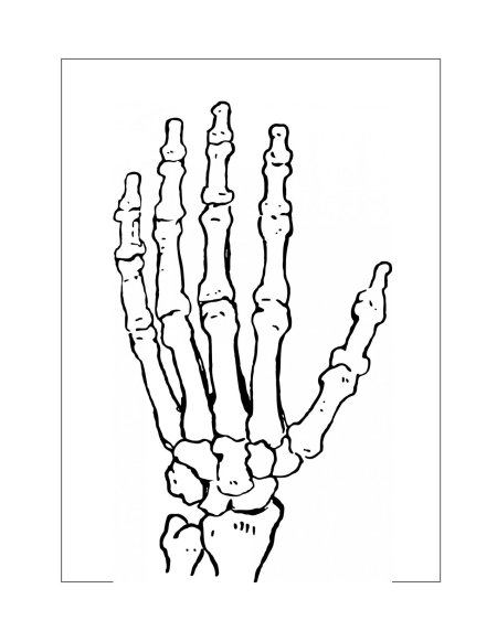 Рука скелет