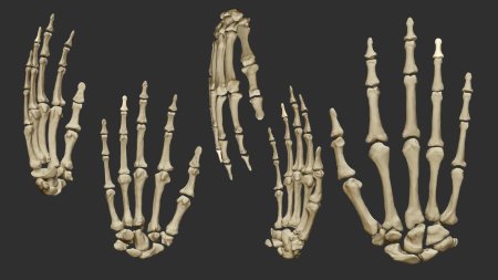 Кисть скелета референс