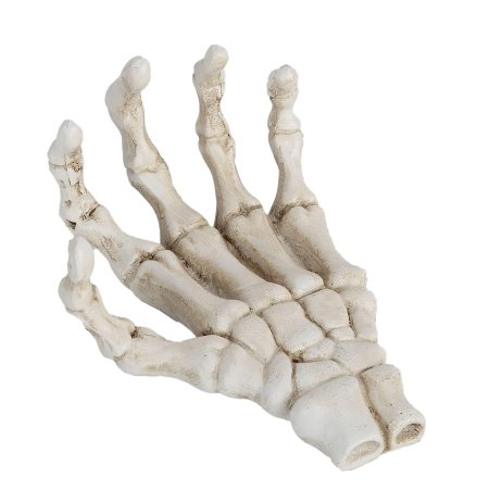 Рука скелет