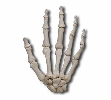 Рука скелет