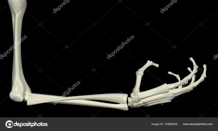 Рука скелет