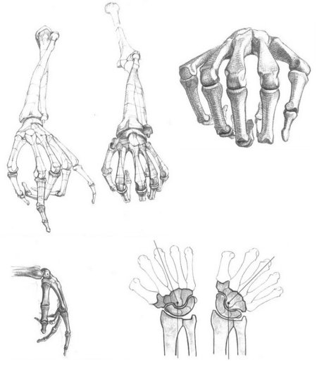 Баммес руки кости