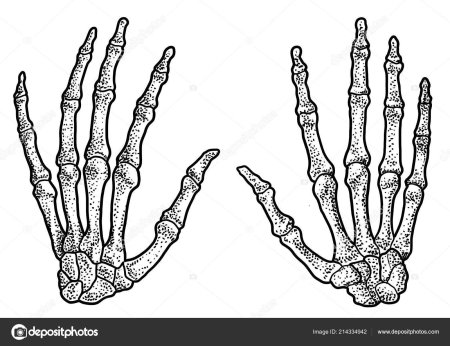 Кисти скелета