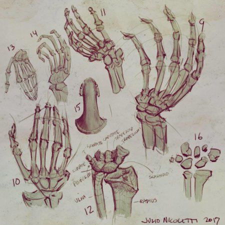 Готфрид баммес анатомия руки