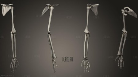 Скелет верхних конечностей кости руки