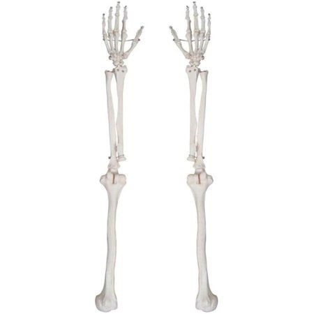 Рука скелет