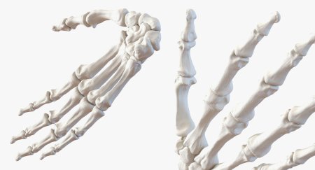 Скелет рука человека