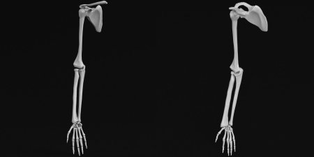 Скелет верхней конечности человека