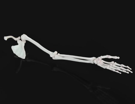 Рука скелет