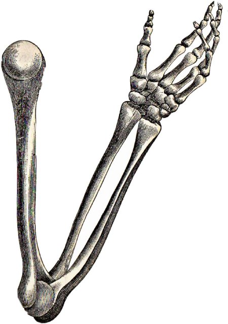 Рука скелет