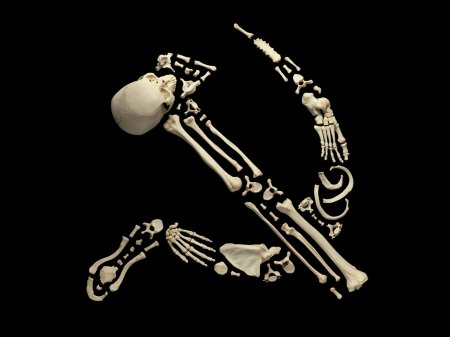 Кости скелет