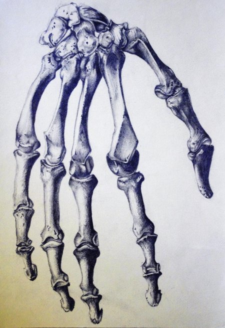 Кисть руки скелет референс