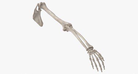 Скелет верхней конечности анатомия