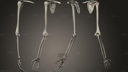 Скелет верхних конечностей кости руки