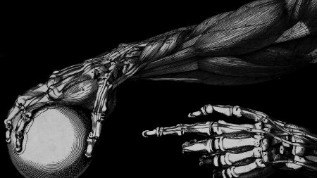 Скелет рук