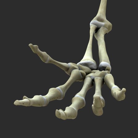 Bones 3ds max