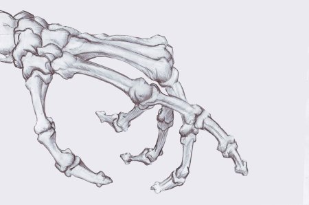 Скелет руки человека референс