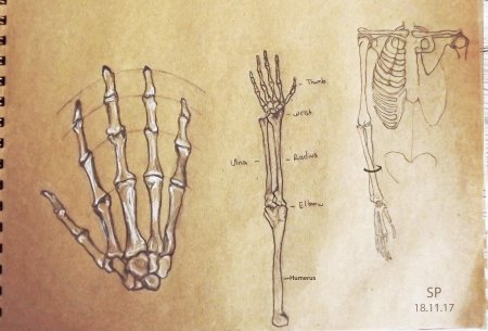 Рука кости анатомия