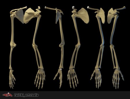 Скелет рук