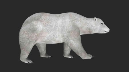 Полярный медведь 3д модель