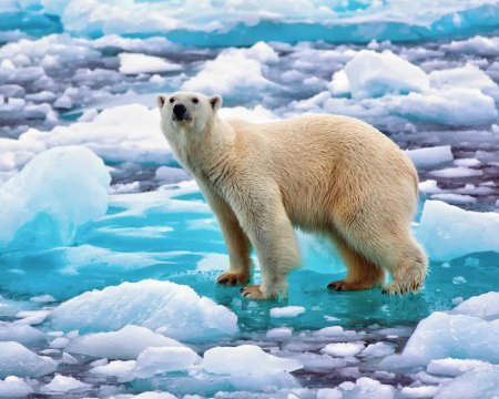 Северный ледовитый океан белый медведь