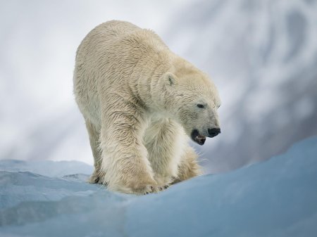 Белая медведь