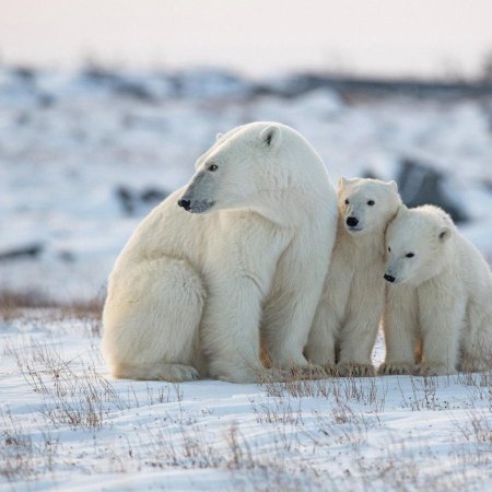 Белая медведь